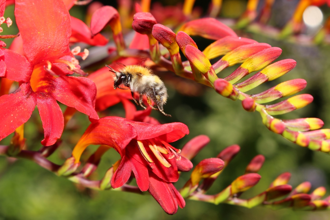 Ackerhummel im Anflug auf Montbretie