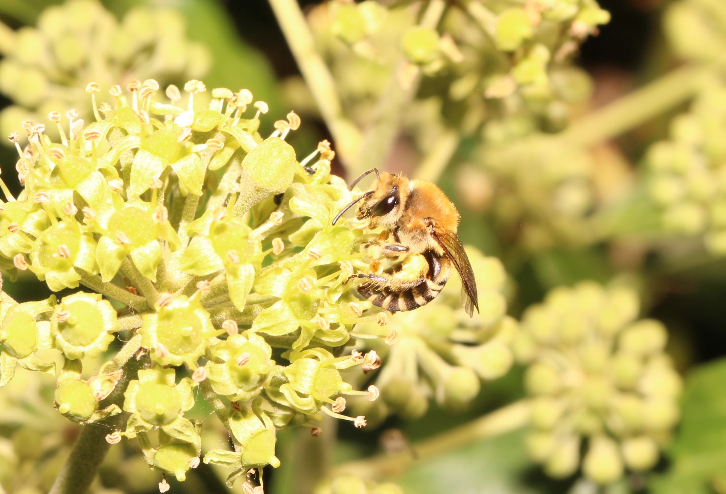 An Efeu Pollen sammelndes Weibchen der Efeuseidenbiene