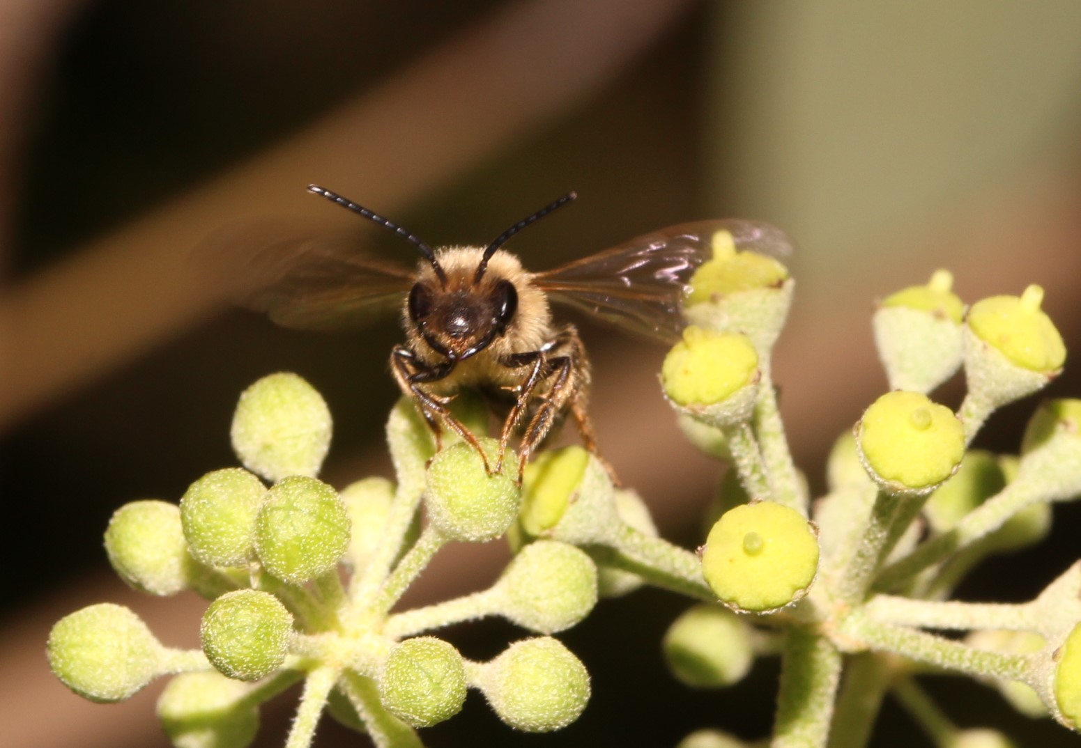 Andrena scotica Männchen im Abflug auf Efeu