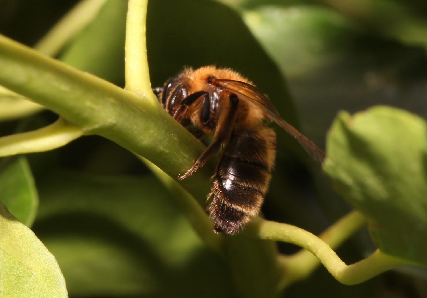 Andrena scotica Weibchen auf Efeu