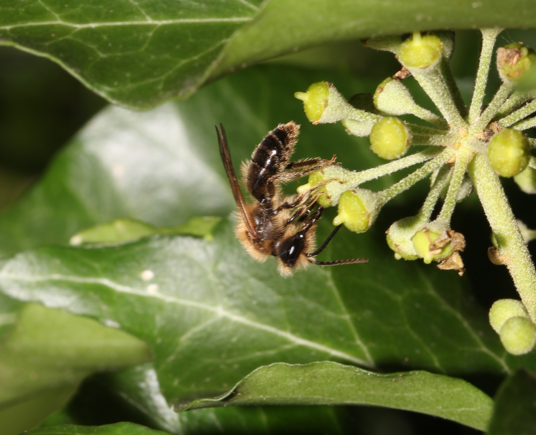 Andrena scotica-Männchen an Efeu