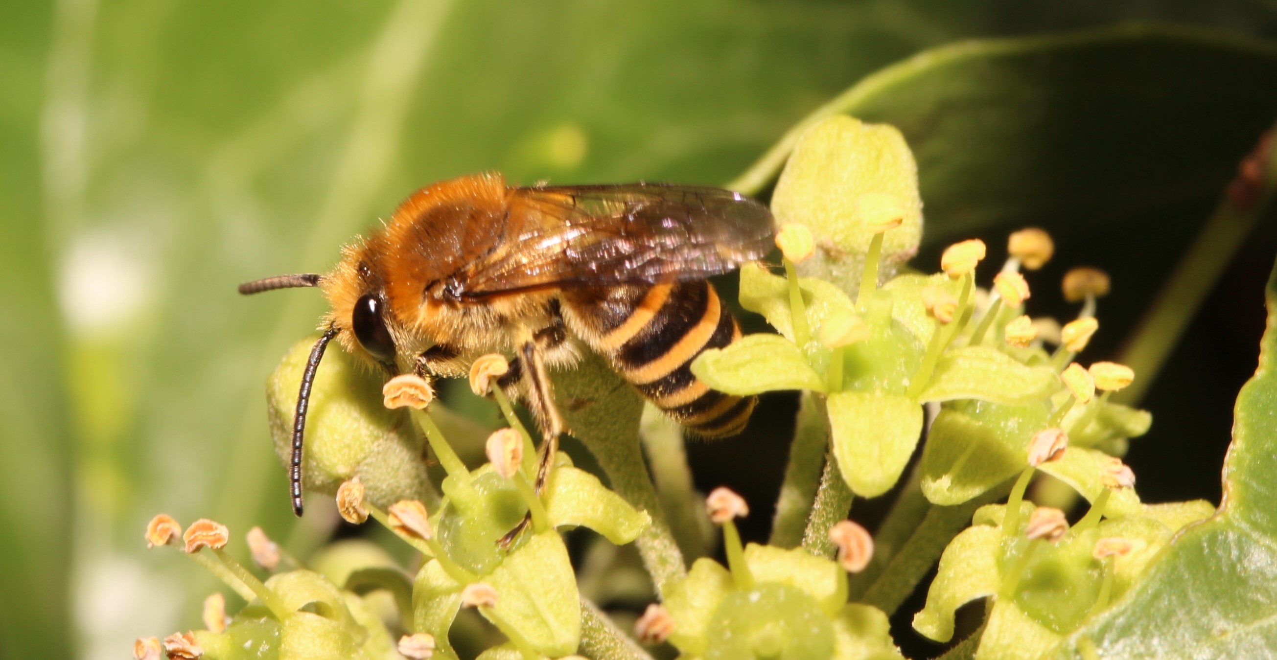 Efeuseidenbienenmännchen