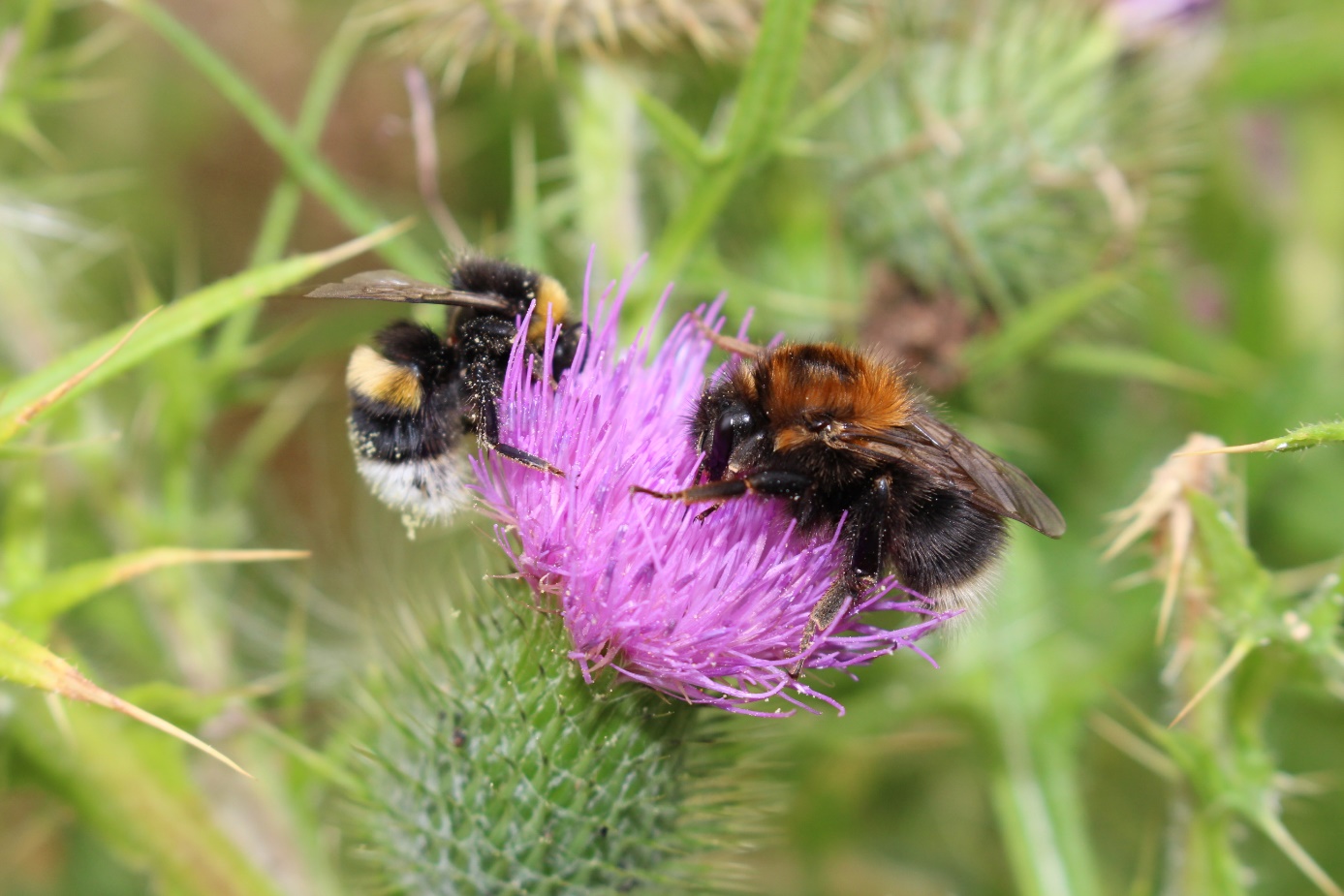 Erd- und Baumhummel an Kratzdistel