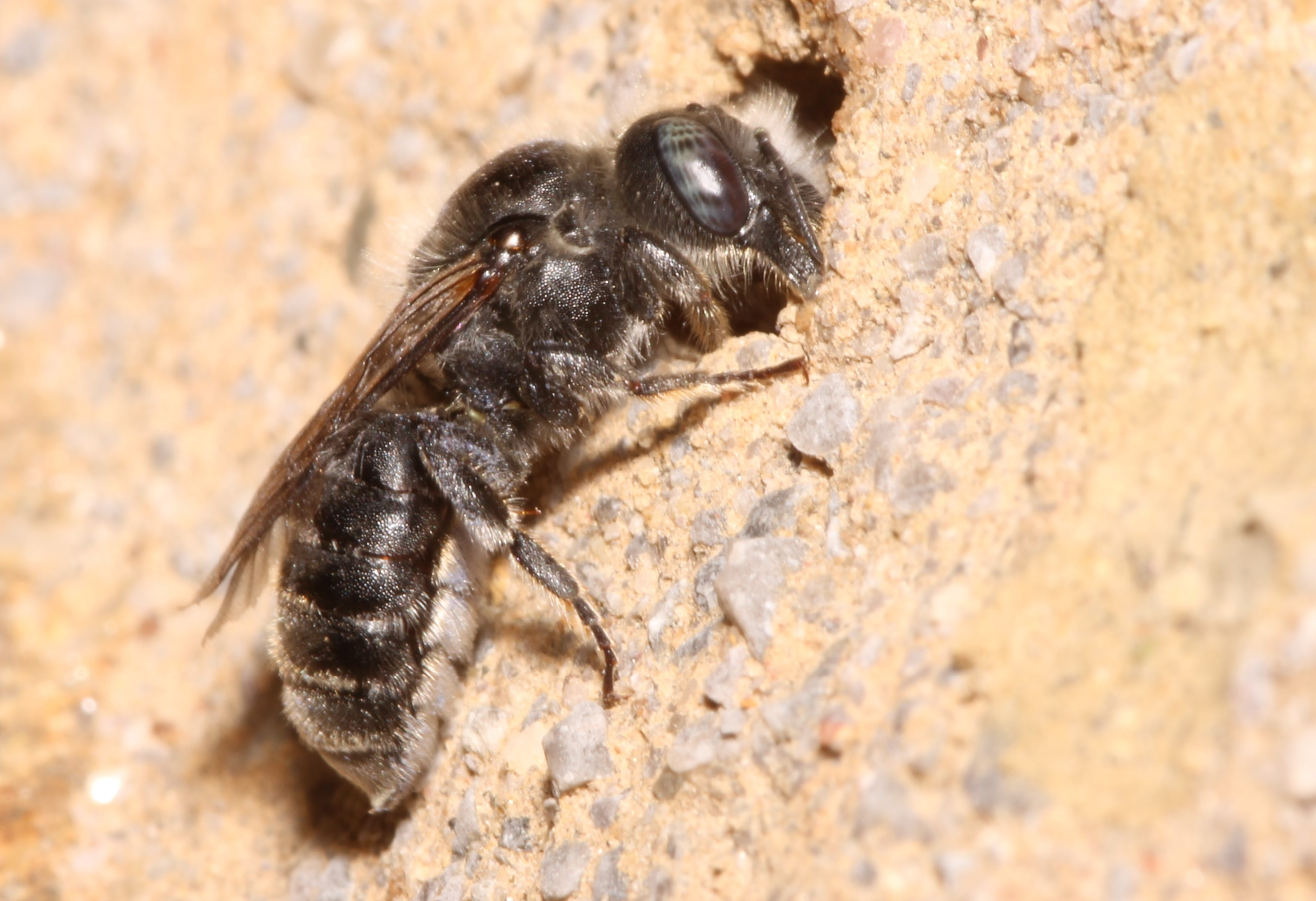 Matte Natternkopfbiene/Hoplitis oder Osmia anthocopoides