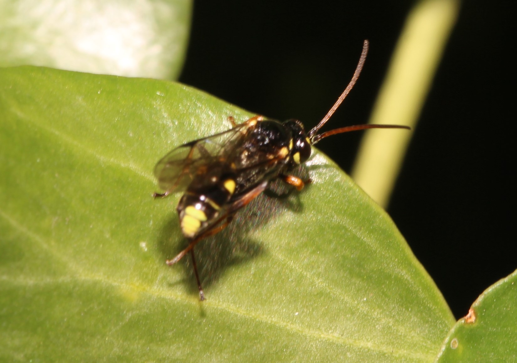 Schlupfwespe Listrodromus nycthemerus