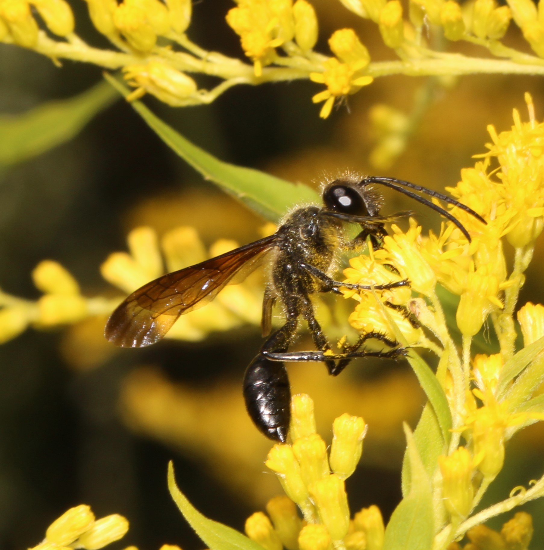 Stahlblauer Grillenjäger (Isodontia mexicana) an Goldrute, Juli 2020, Salzachufer bei Laufen