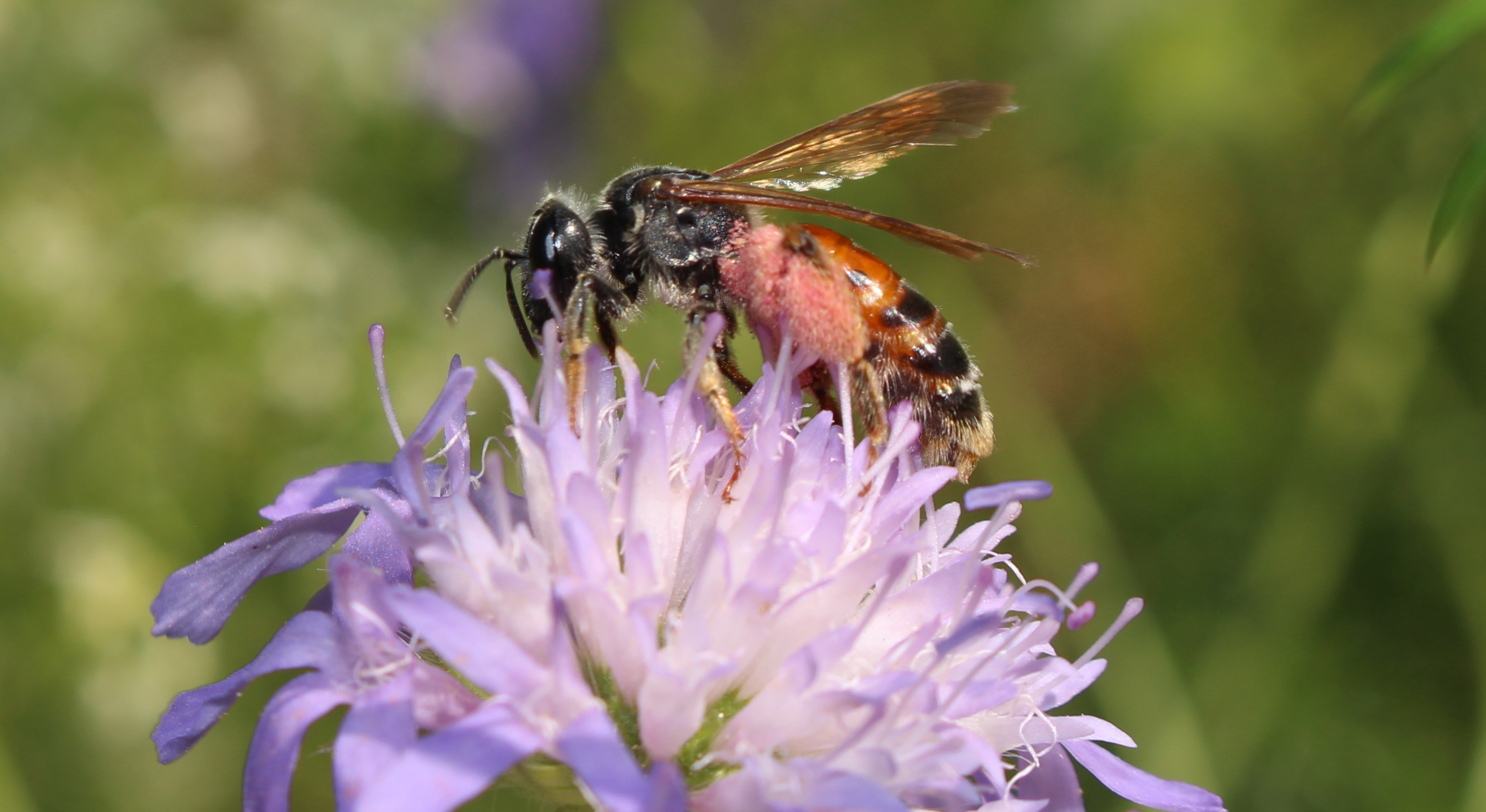 Witwenblumen- / Knautien-Sandbiene / Andrena hattorfiana